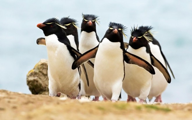 这些是岩石企鹅。 