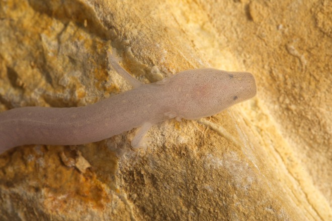 The juvenile differs from the adult fish in that it has visible eyes and pigment spots.
