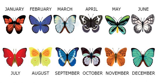 Welche Schmetterlinge gehören zu dem Monat, in dem Sie geboren wurden?