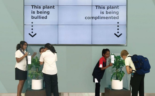 Levo: žaljena rastlina, desno: pohvaljena rastlina.