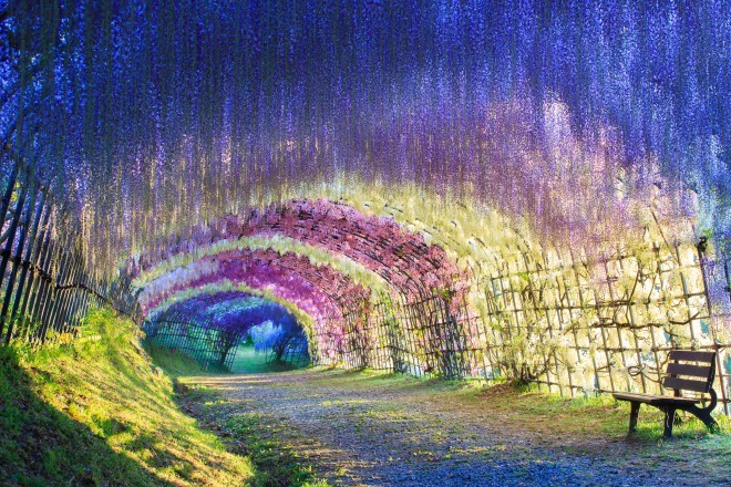 Tunel Wisteria, Japonska