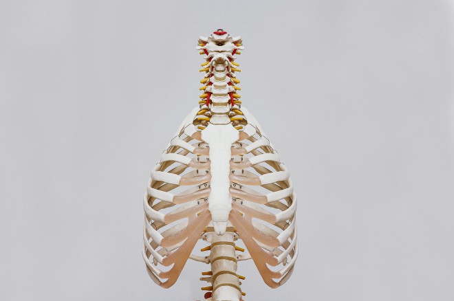O corpo de adultos e crianças difere no número de ossos.