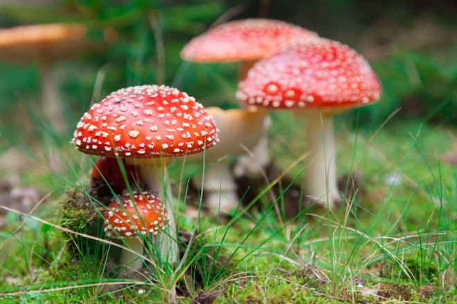Pluk geen paddenstoelen tenzij je er 100% zeker van bent dat ze niet giftig zijn. 