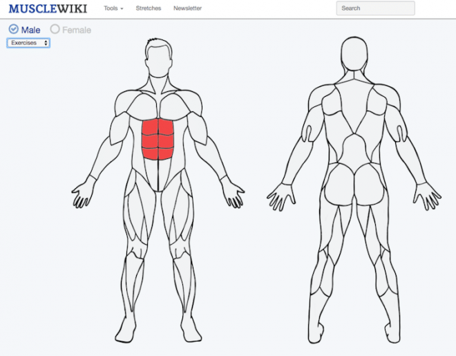 Muscle Wiki. 