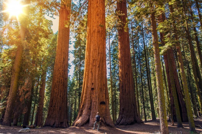 Narodni park Redwood