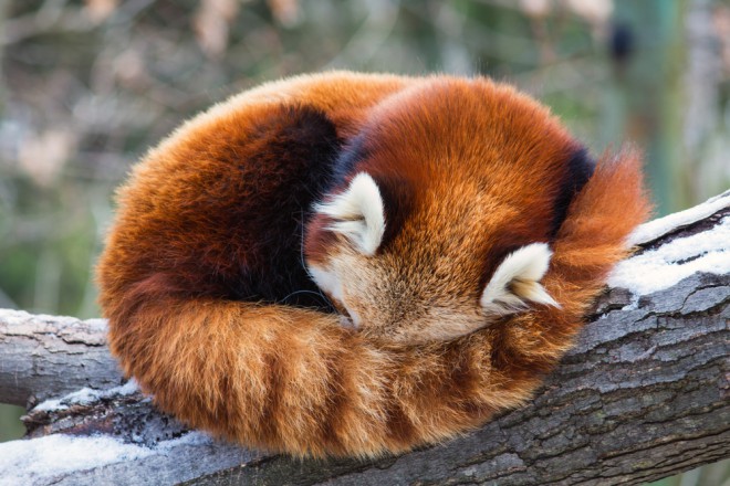 A panda cat's tail is used as a blanket. 