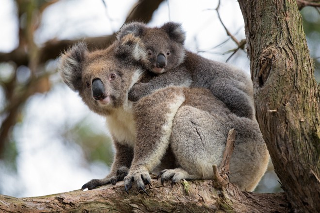 Koala svojega mladička, ko je ta prevelik za vrečo, nosi na hrbtu. 
