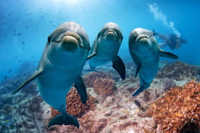Tudi delfini imajo drug za drugega imena. 