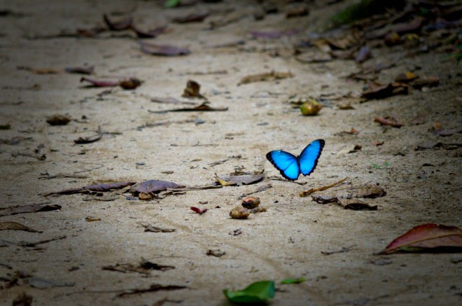 Lesk na křídlech motýlů je nejen krásný, ale také hraje roli ve vývoji „zelených zdrojů energie“.