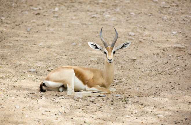 Dorcas gazelles never drink water.