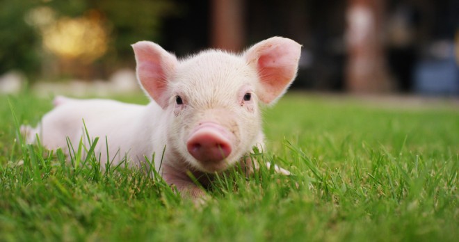 Scientists have been documenting the behavior of pigs since the 1990s.