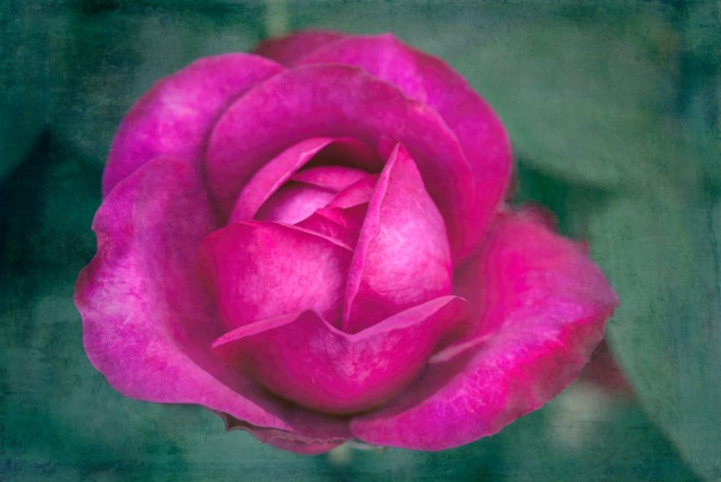 Dark pink roses