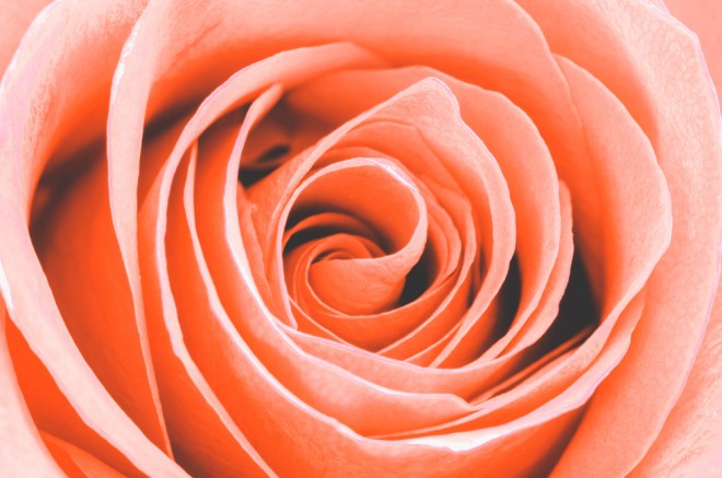 Salmon-colored roses
