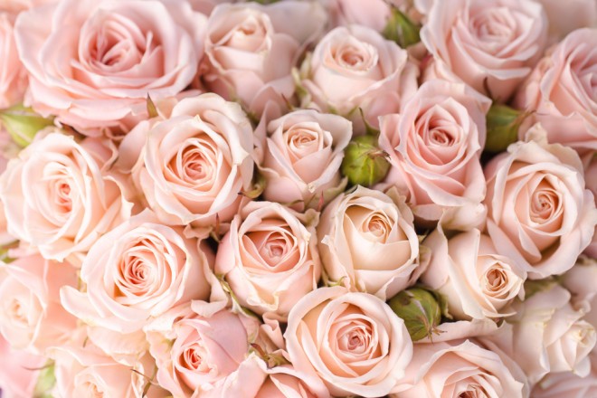 Rosas de color rosa claro