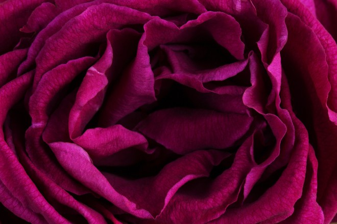 Burgundin ruusut