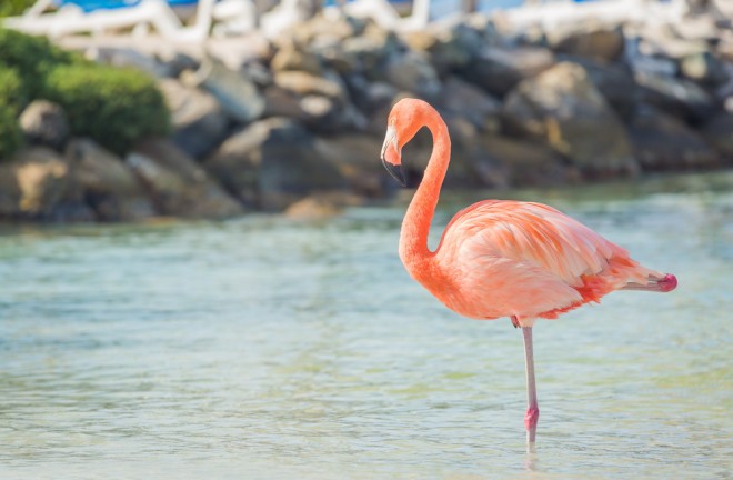 Hvorfor står flamingoer på ét ben?