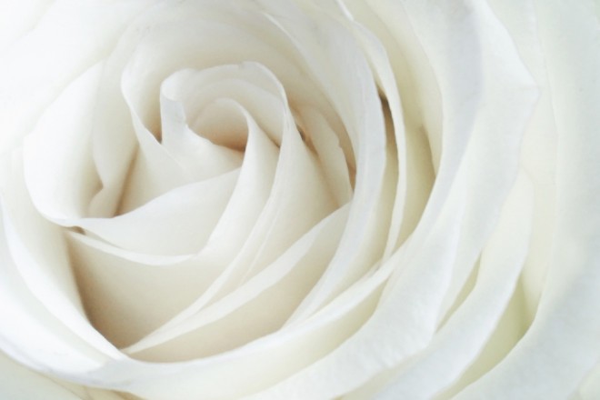 Valkoisia ruusuja