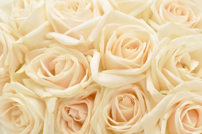 rosas en color crema