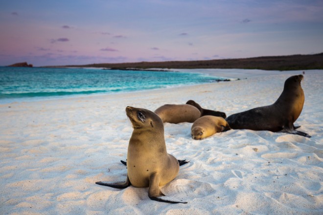 Galapaški otoki so raj za oči!
