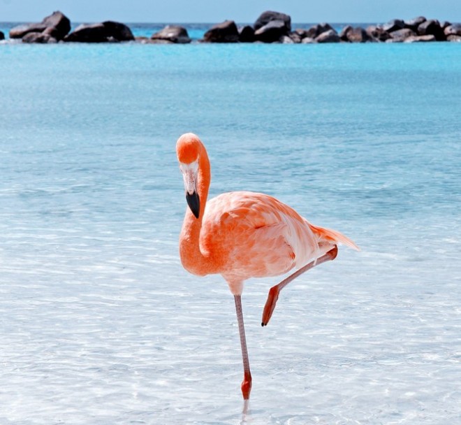 Flamingos halten sich aufgrund der Schwerkraft so.