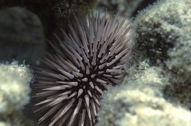 Što učiniti ako stanete na morskog ježa?