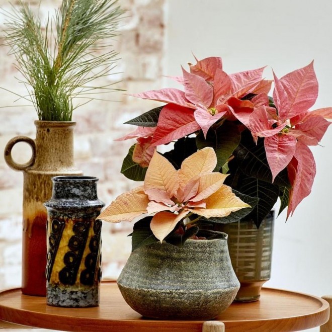 Con el cuidado adecuado, la flor de pascua puede vivir hasta la próxima Navidad. (Foto: IG @thechristmasstar)