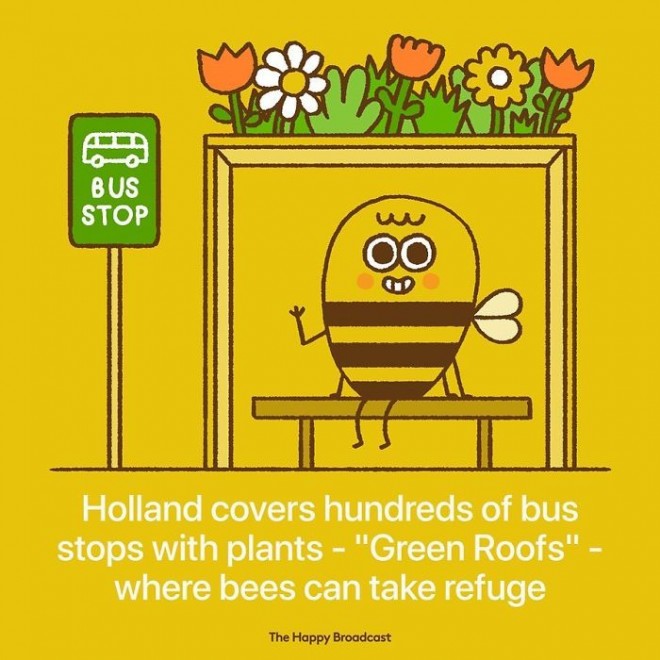 Saving bees in the Netherlands