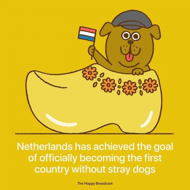 The Netherlands has become the first country in which they have no stray dogs.