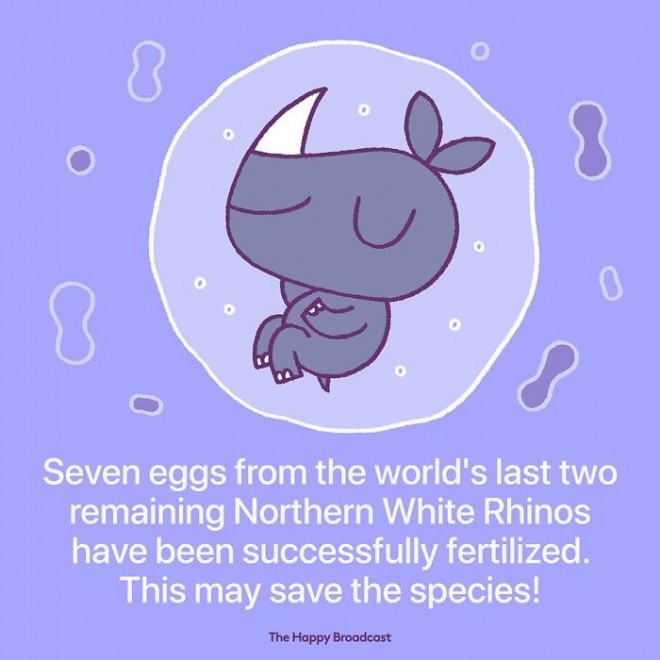 Uspela le oploditev sedmih jajčec skoraj izumrle vrste severnega belega nosoroga.