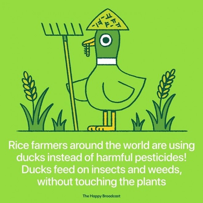 Instead of using pesticides, rice farmers resorted to ducks. 