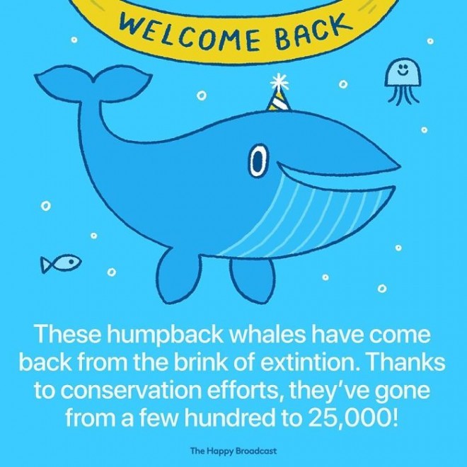 Zahvaljujoč prizadevanjem, da se vrsta kita grbavca ohrani, je njihovo število skokovito naraslo.