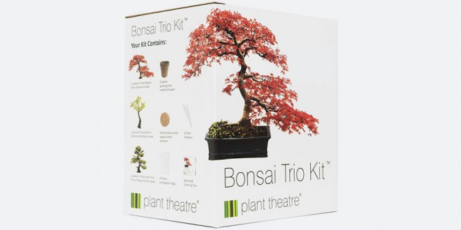 Set för att odla bonsai Plant Theatre Bonsai