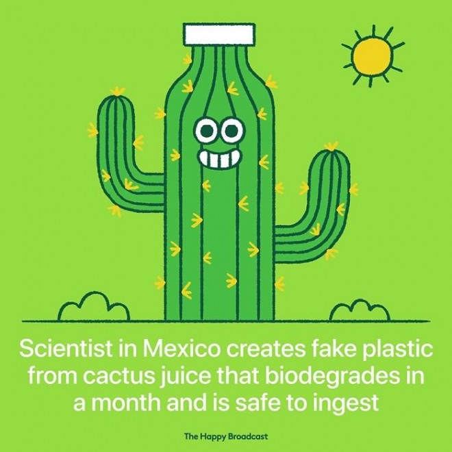 Mexican scientists have invented an artificial plastic made from cactus sap.