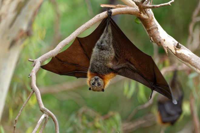 Both Nipah virus and Hendra henipavirus are transmitted by bats.