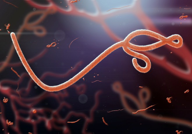 Ebola skozi mikroskop
