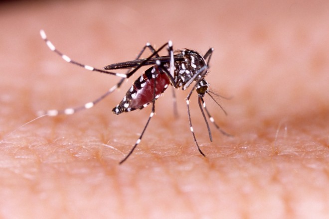 Het Zika-virus wordt overgedragen door de tropische mug (Aedes aegypti).