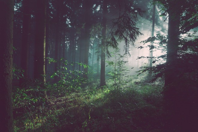 Forskning viser at tid i skogen øker antallet naturlige «dreperceller». 