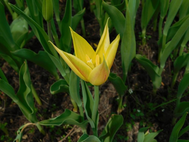 Tulipán en el bosque de Mozir