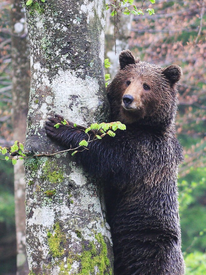 Beobachten und Kennenlernen des Bären in seiner Lebensumgebung (Foto: kocevsko.com)