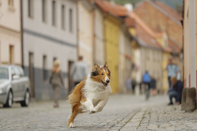 Lassie pobegne in prične avanturistično popotovanje po Nemčiji.